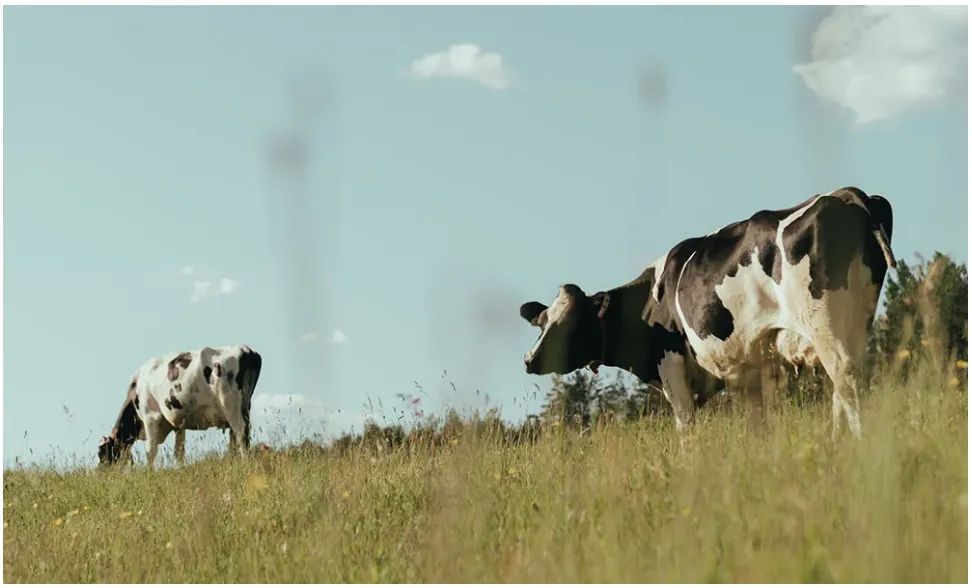 Dairy Beef Welfare Scheme 2024 to Open in March